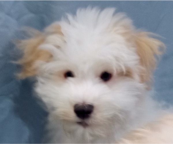 Medium Photo #6 Havanese Puppy For Sale in FENTON, MO, USA