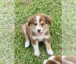 Small Australian Shepherd