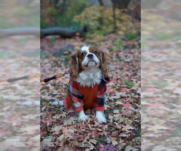 Medium Photo #1 Cocker Spaniel Puppy For Sale in Ogden, UT, USA