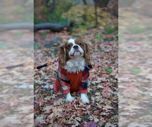 Cocker Spaniel Dogs for adoption in Ogden, UT, USA