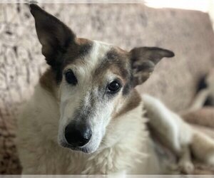 Desert Dog White Knight - Male Cattledog Shepherd Dog for Adoption - Photo #3
