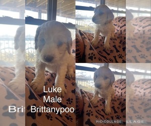 Brittnepoo Puppy for sale in MOUNTAIN VIEW, MO, USA