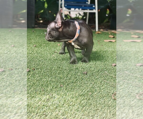 Medium Photo #4 French Bulldog Puppy For Sale in BOCA RATON, FL, USA