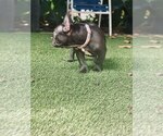 Small #3 French Bulldog
