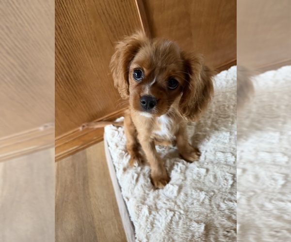 Medium Photo #1 Cavalier King Charles Spaniel Puppy For Sale in KANSAS CITY, MO, USA