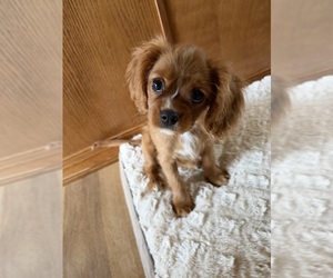 Cavalier King Charles Spaniel Puppy for sale in KANSAS CITY, MO, USA