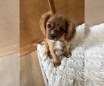 Image preview for Ad Listing. Nickname: Sylvie