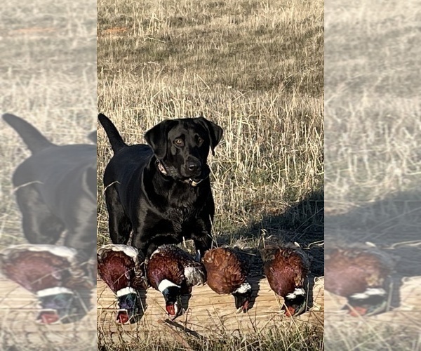 Medium Photo #2 Labrador Retriever Puppy For Sale in REDDING, CA, USA