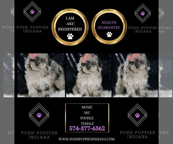 Medium Photo #25 Poodle (Toy) Puppy For Sale in WARSAW, IN, USA