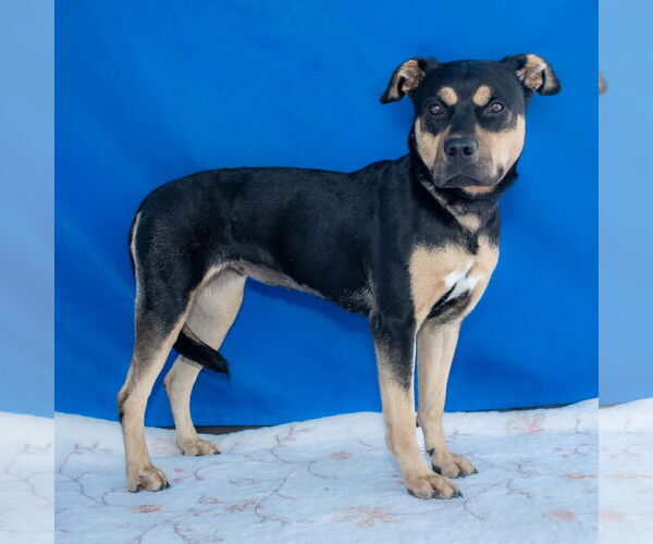 Medium Photo #2 American Pit Bull Terrier-German Shepherd Dog Mix Puppy For Sale in Pasadena, CA, USA