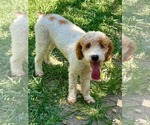 Small #1 Poodle (Miniature)