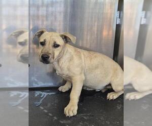 Labrador Retriever-Unknown Mix Dogs for adoption in San Antonio, TX, USA