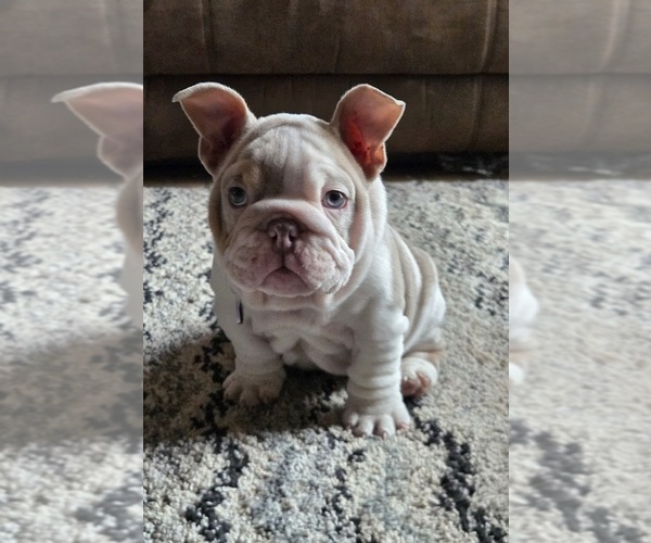 Medium Photo #3 English Bulldog Puppy For Sale in SACRAMENTO, CA, USA