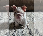 Small #2 English Bulldog