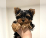 Small Photo #3 Yorkshire Terrier Puppy For Sale in ARCADIA, CA, USA
