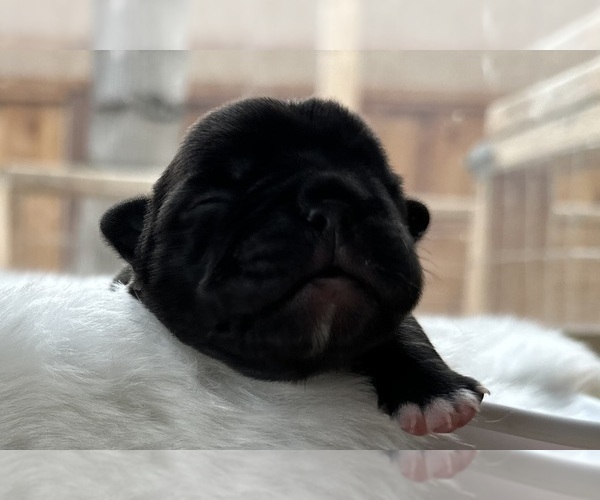 Medium Photo #18 American Bullnese Puppy For Sale in DISCOVERY BAY, CA, USA