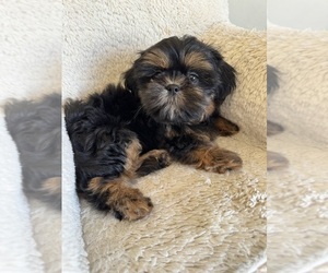 Shih Tzu Puppy for sale in LAS VEGAS, NV, USA