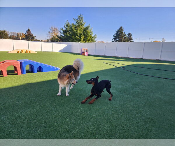 Medium Photo #20 Doberman Pinscher Puppy For Sale in Buffalo, MN, USA