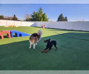 Rufio Adoption Pending! - Male Doberman Pinscher Dog for Adoption - Photo #20