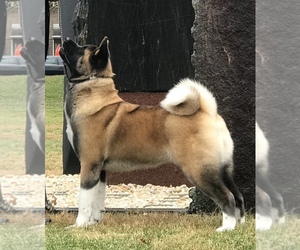 Mother of the Akita puppies born on 02/01/2025