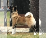 Small Photo #1 Akita Puppy For Sale in SUSSEX, NJ, USA