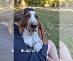 Puppy Buddha Basset Hound