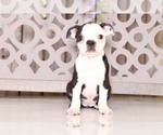 Small Photo #3 Boston Terrier Puppy For Sale in MOUNT VERNON, OH, USA