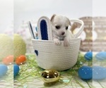 Puppy AKC Patches Chihuahua