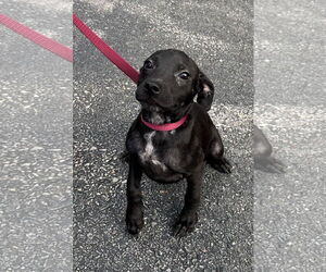 Chihuahua-Unknown Mix Dogs for adoption in Sterling, MA, USA