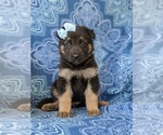 Small Photo #4 German Shepherd Dog Puppy For Sale in QUARRYVILLE, PA, USA
