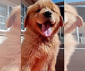 Golden Retriever Puppy for sale in SANTA ANA, CA, USA
