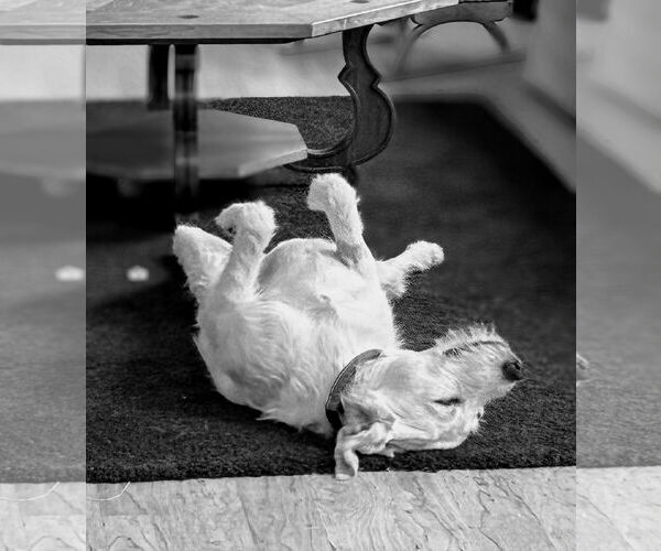 Medium Photo #5 Golden Retriever-Unknown Mix Puppy For Sale in Arlington, VA, USA