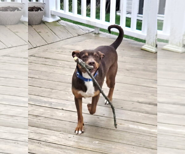 Medium Photo #8 Australian Kelpie-Miniature Pinscher Mix Puppy For Sale in Rockaway, NJ, USA