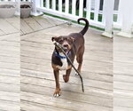 Small #7 Australian Kelpie-Miniature Pinscher Mix