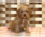 Small #4 Cavapoo (Miniature)