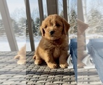 Small Photo #27 Goldendoodle (Miniature) Puppy For Sale in RANDOLPH, WI, USA