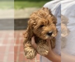Puppy Ruby Cavapoo