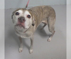 Mutt Dogs for adoption in Augusta, GA, USA