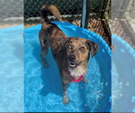 Small Photo #2 Beagle-Catahoula Leopard Dog Mix Puppy For Sale in Waterford, VA, USA