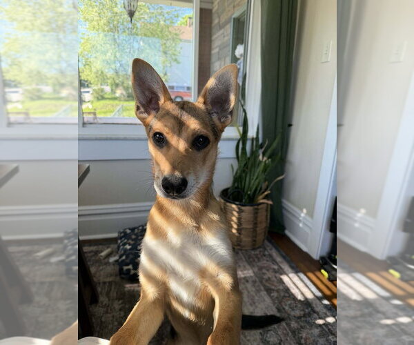 Medium Photo #3 German Shepherd Dog-Unknown Mix Puppy For Sale in Springdale, PA, USA