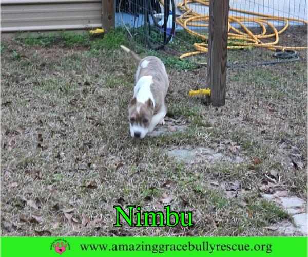 Medium Photo #4 Bulldog-Unknown Mix Puppy For Sale in Milton, FL, USA