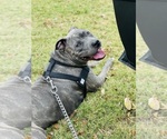 Small Photo #1 American Staffordshire Terrier Puppy For Sale in GRAND PRAIRIE, TX, USA