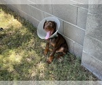 Small #9 Doberman Pinscher