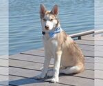 Small #5 Siberian Husky