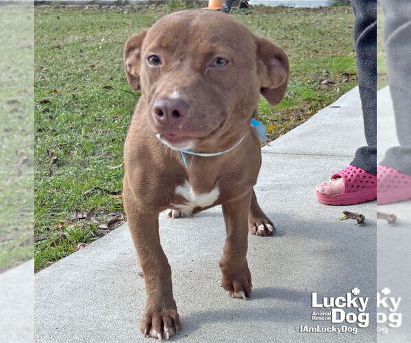 Medium Photo #1 Dachshund-Unknown Mix Puppy For Sale in Washington, DC, USA