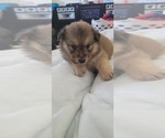 Puppy 5 Australian Shepherd-Samoyed Mix
