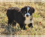 Small Photo #16 Miniature Australian Shepherd Puppy For Sale in PRAIRIE GROVE, AR, USA