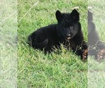 Small Photo #12 German Shepherd Dog Puppy For Sale in DECATUR, TX, USA