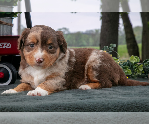 Medium Photo #2 Miniature Australian Shepherd Puppy For Sale in CHRISTIANA, PA, USA
