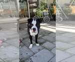 Small Photo #6 Mutt Puppy For Sale in Rockville, MD, USA